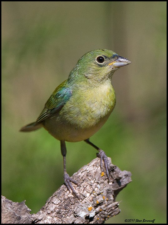 _1SB1965 1st year male painted bunting.jpg